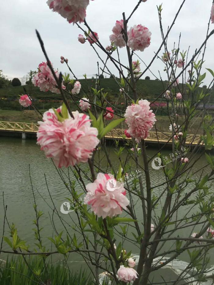 溧阳龙潭花谷值得一来