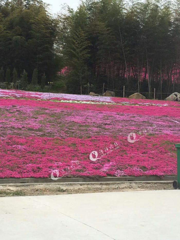 溧阳龙潭花谷值得一来