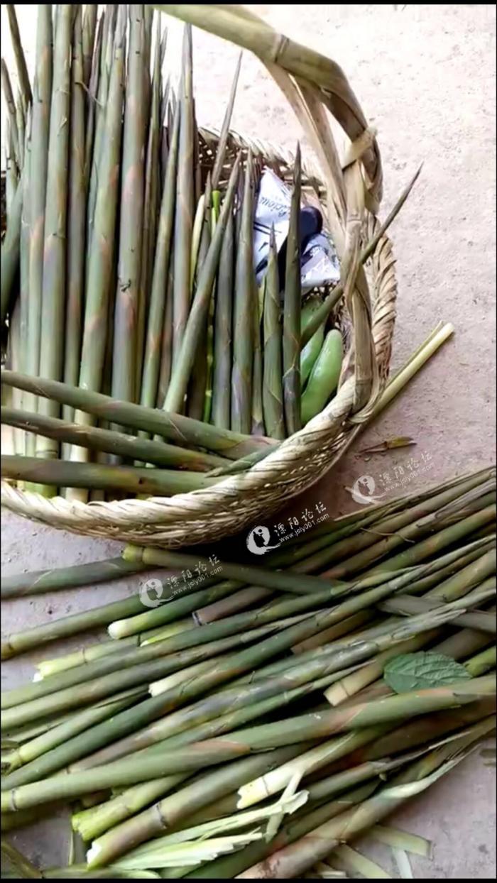 溧阳山里的美食,野山笋,你最近尝鲜了吗?