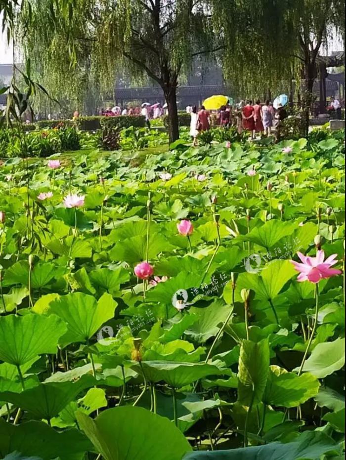 溧阳八字桥礼诗圩荷花正开放,今晚来看哦!