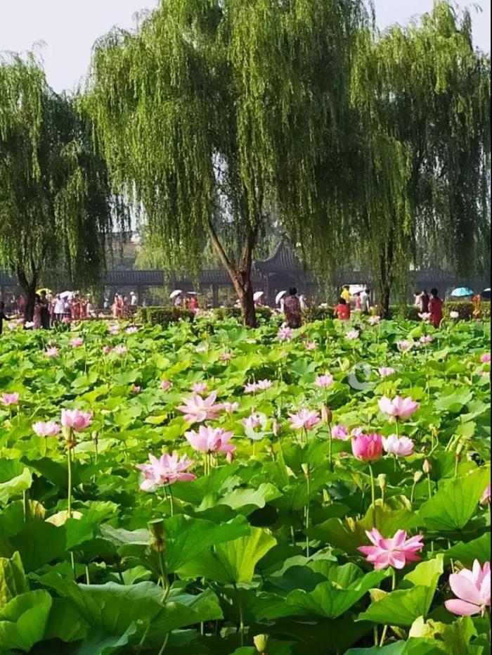 溧阳八字桥礼诗圩荷花正开放,今晚来看哦!