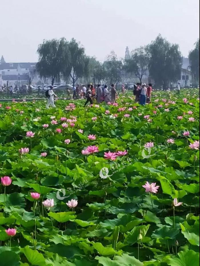 溧阳八字桥礼诗圩荷花正开放,今晚来看哦!