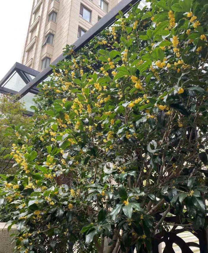 溧阳桂花飘香,远香近臭啊