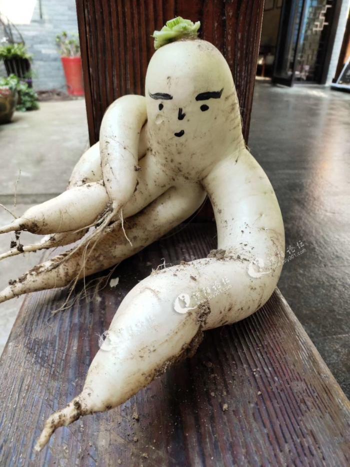 溧阳一座小山上竟然长出了萝卜精?
