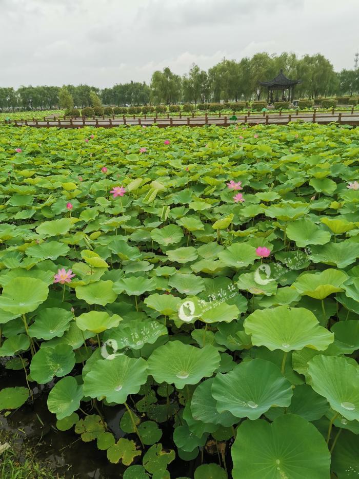 小荷才露尖尖角,溧阳八字桥的荷叶已经铺满整片荷塘了