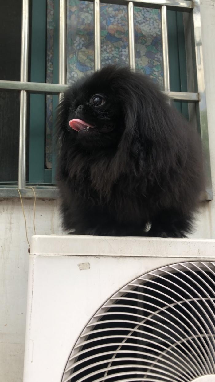 黑色京巴狗图片