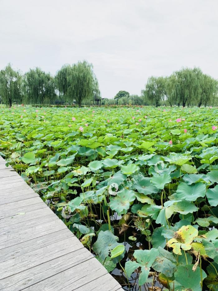 溧阳八字桥终于来看你了