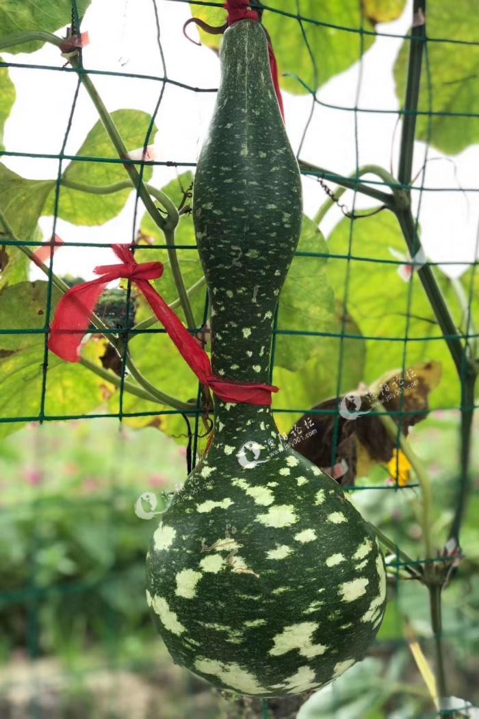 溧阳葫芦娃长大了,说好的一根藤上七个瓜,结果你却偷偷发了家