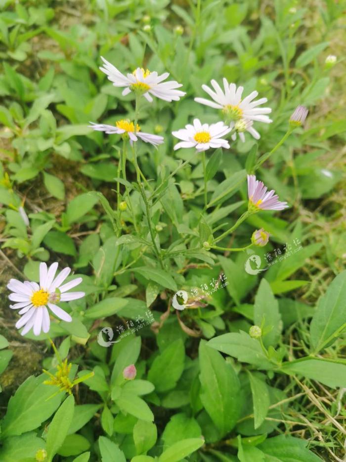 溧阳这季节的马兰头能吃吗?