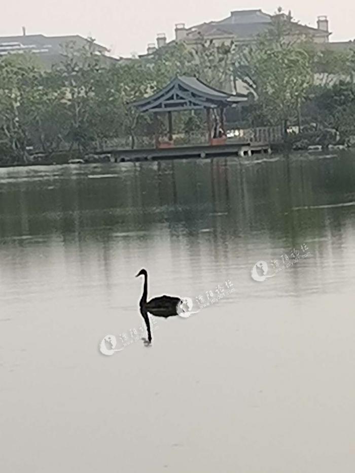 焦尾琴公园里飞来了一只黑天鹅.
