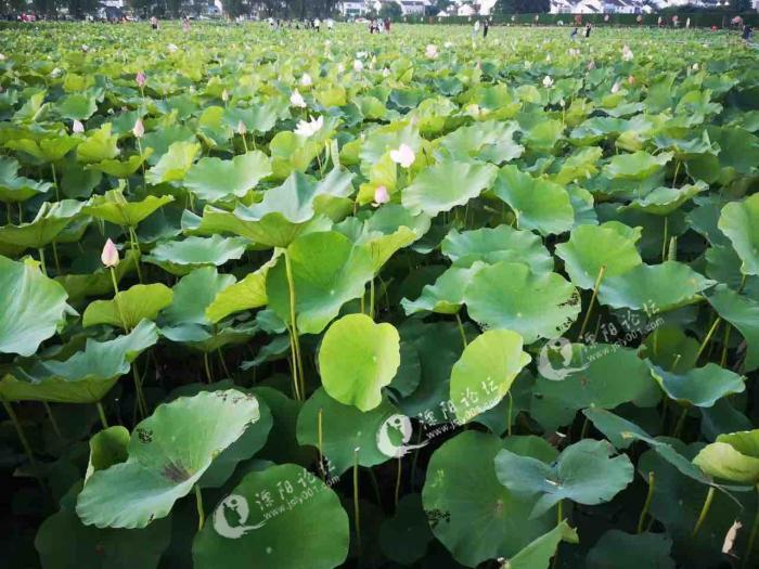 七月,来溧阳八字桥看荷叶荷花吧